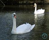 Mute Swan 9P51D-059